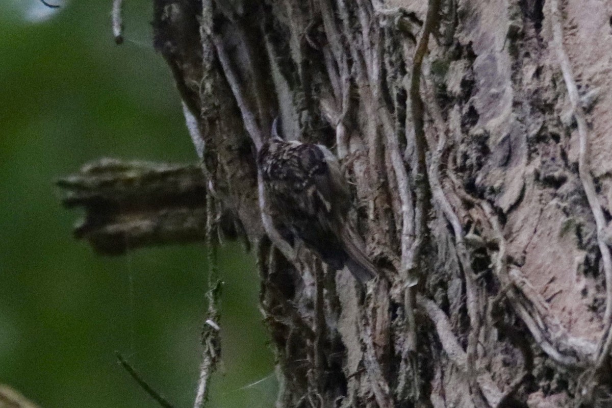 Brown Creeper - ML370628641