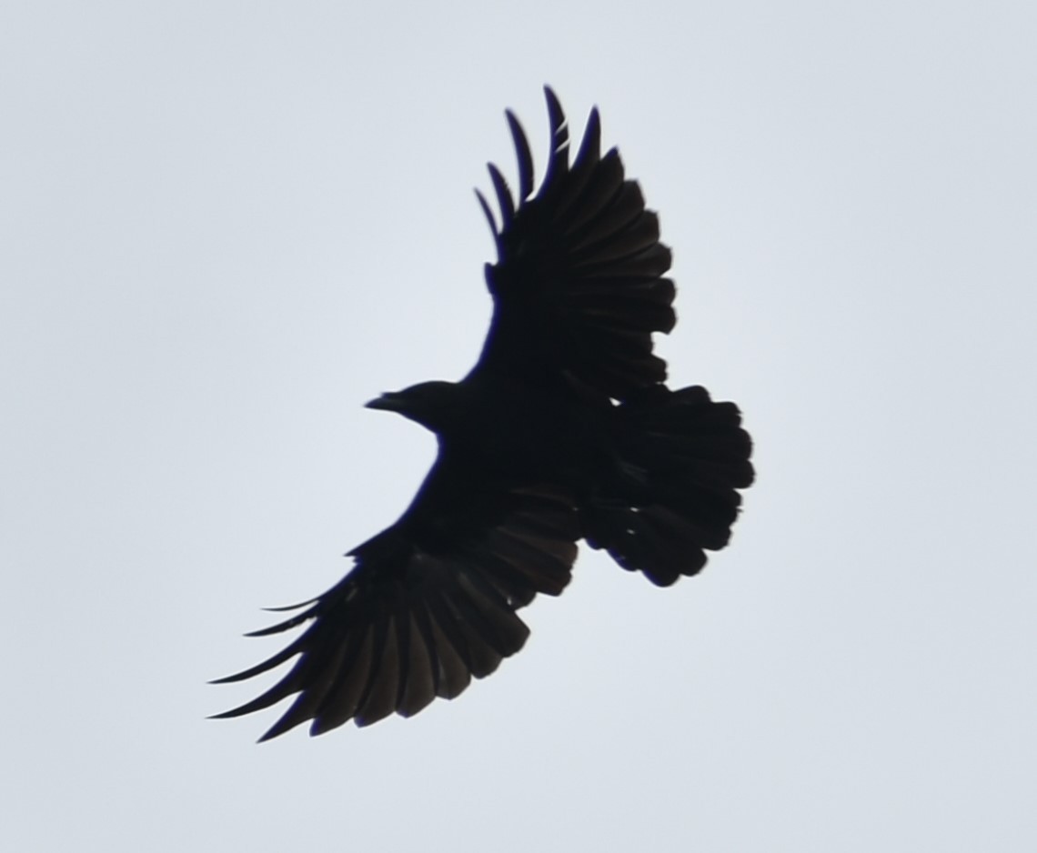 Common Raven - ML370629811