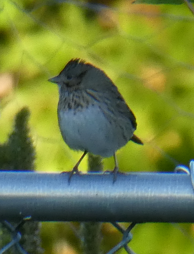 Lincoln's Sparrow - Suzanne Britton