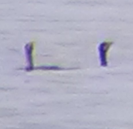 Double-crested Cormorant - ML370629971