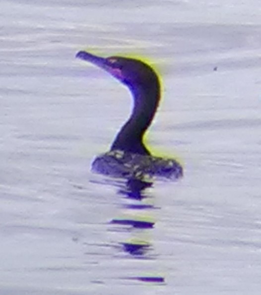 Double-crested Cormorant - ML370630031