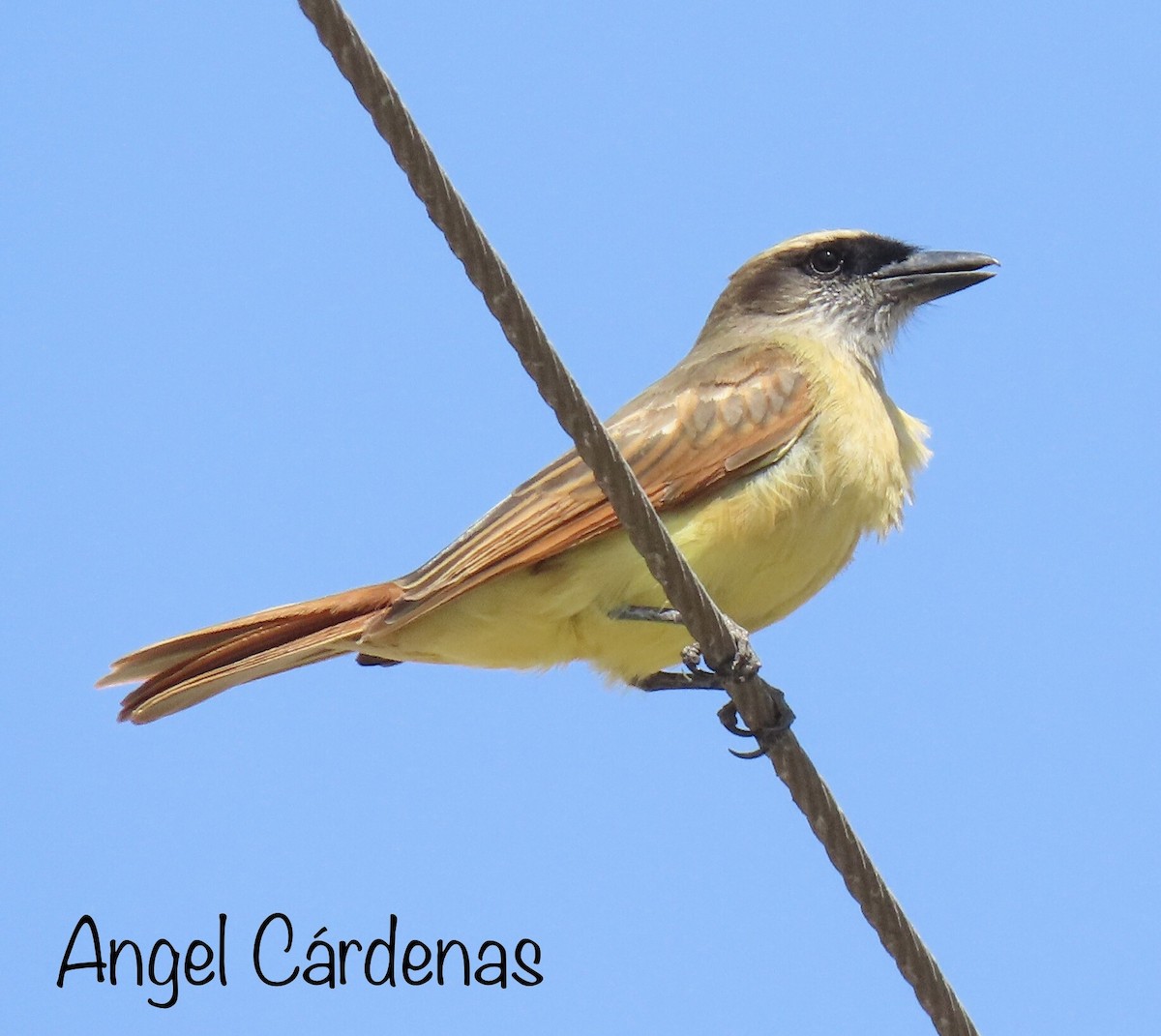 Baird's Flycatcher - ML370630401