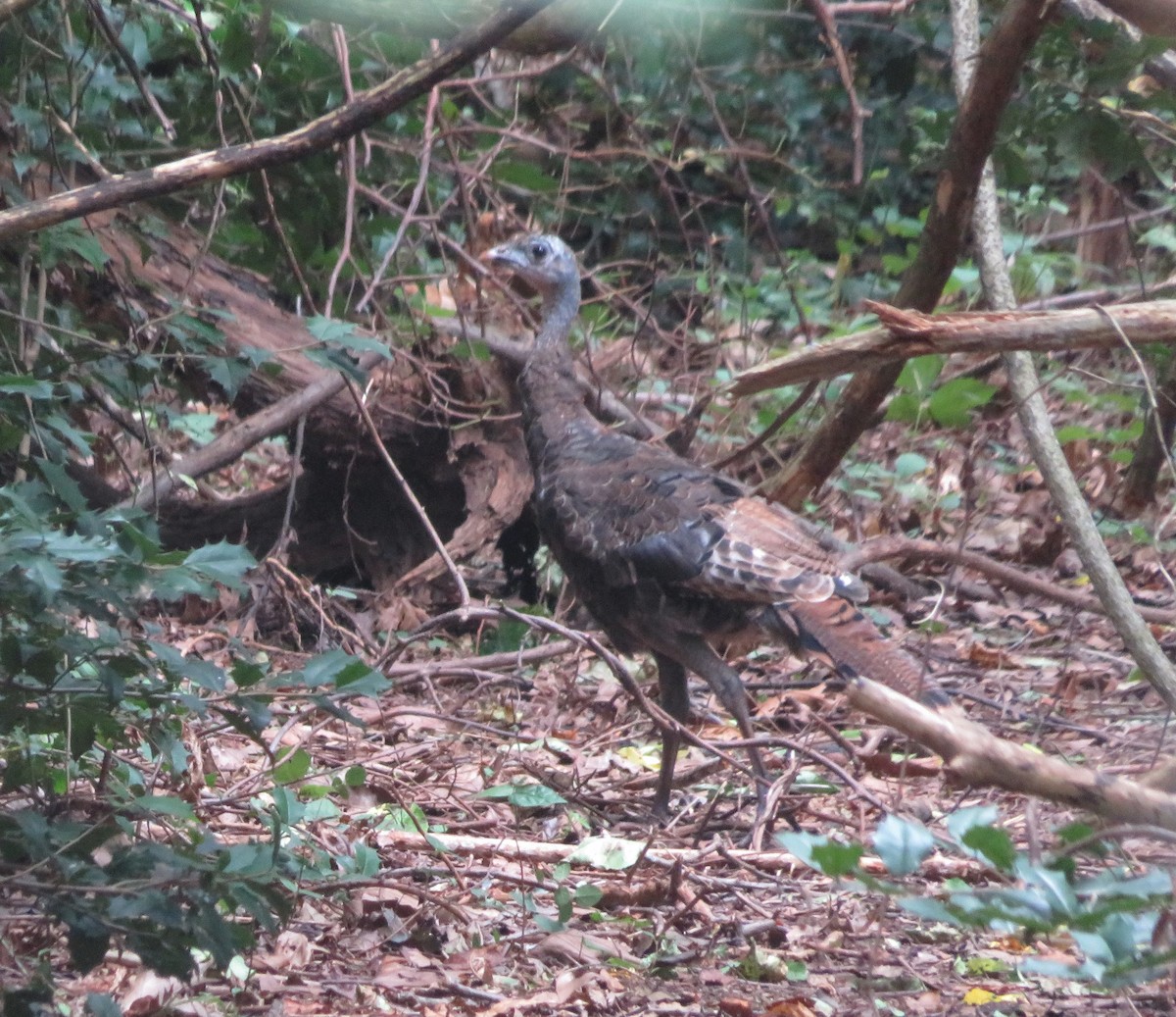 Guajolote Gallipavo - ML370633111