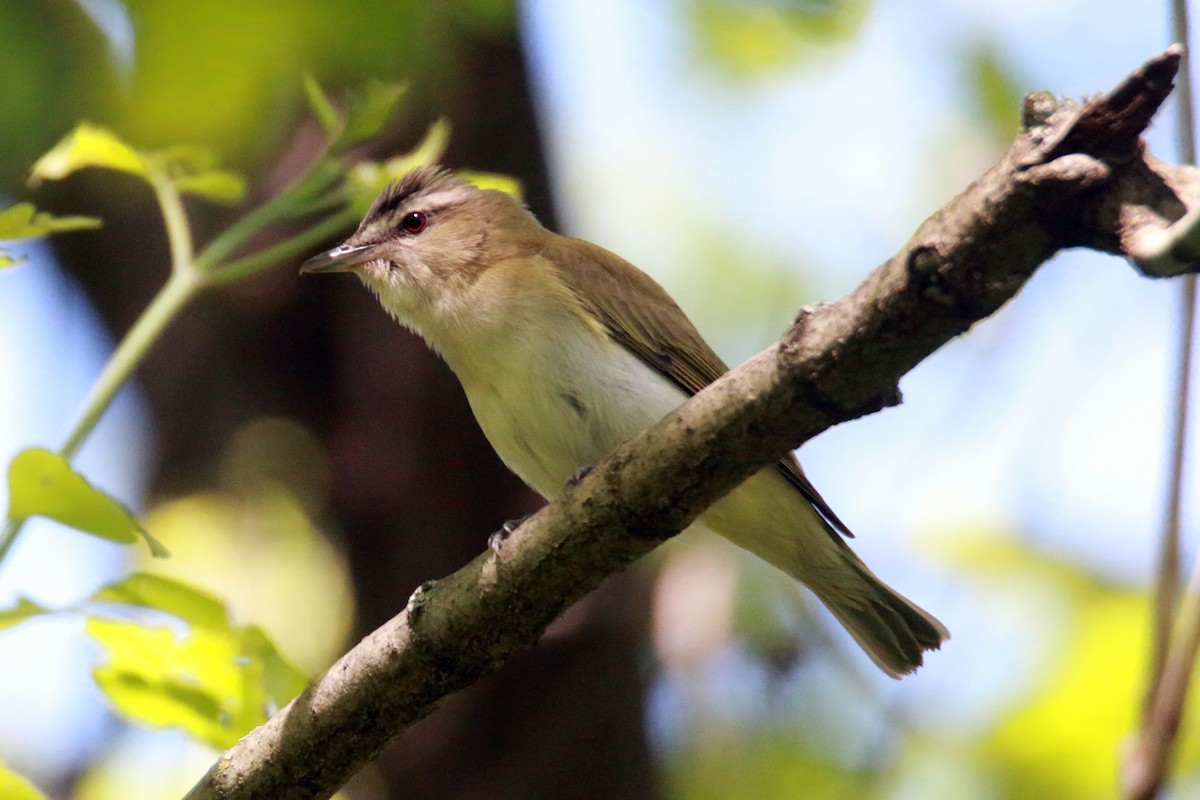 Red-eyed Vireo - Quincy  Clarke