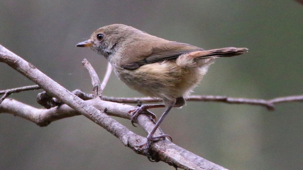 Brown Thornbill - ML37063551