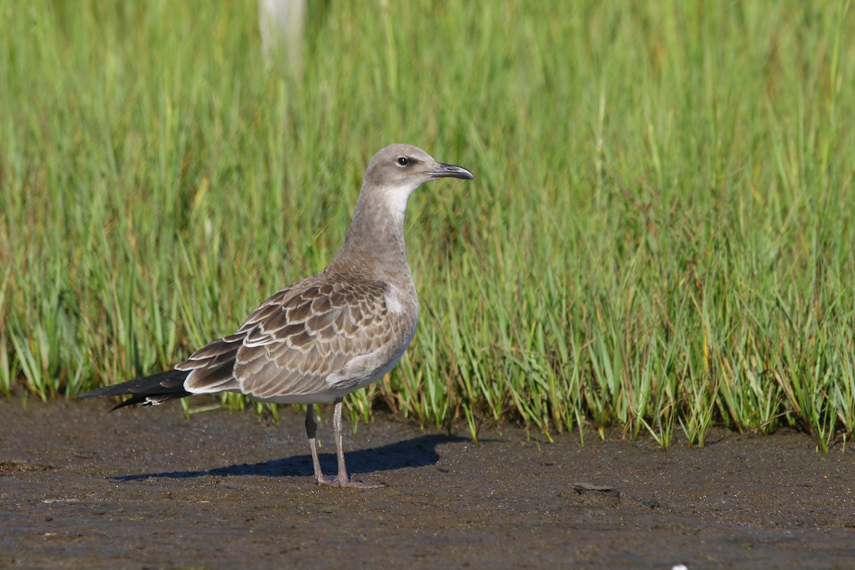 Laughing Gull - ML370635511