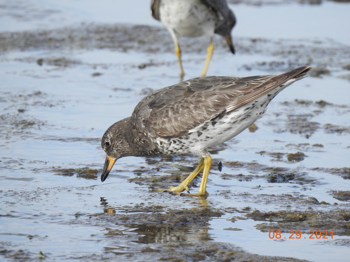 Surfbird - ML370636711