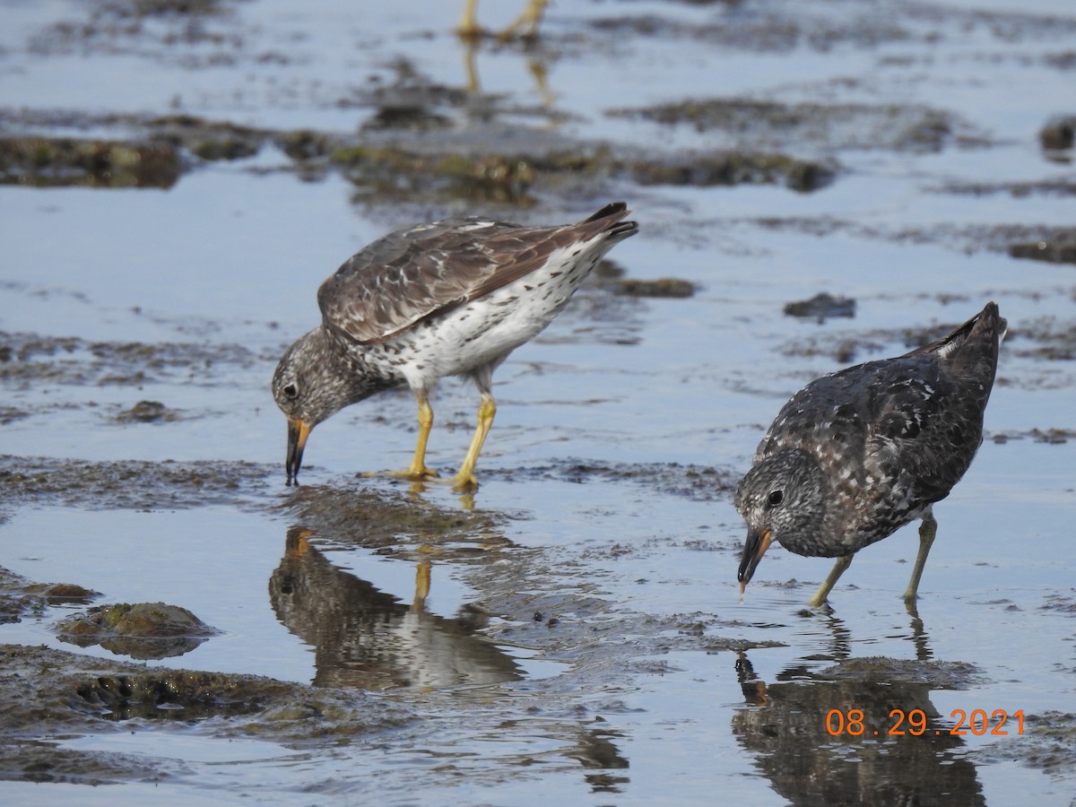 Surfbird - ML370636721