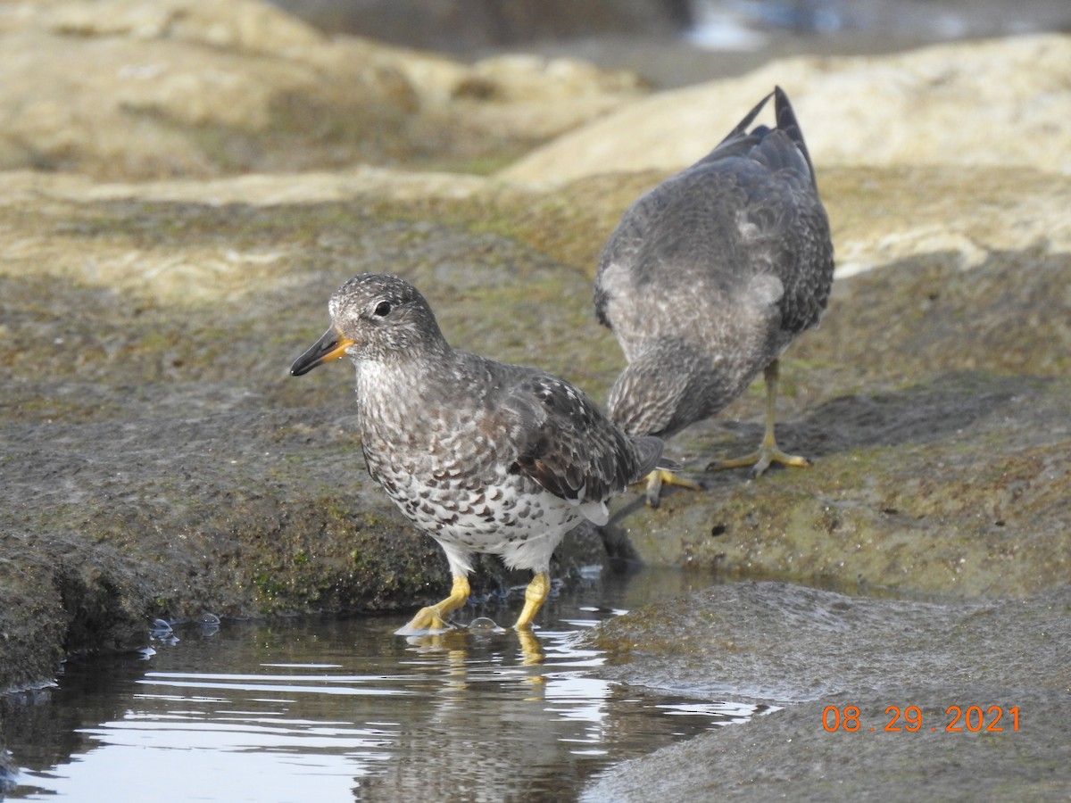 Surfbird - ML370636761