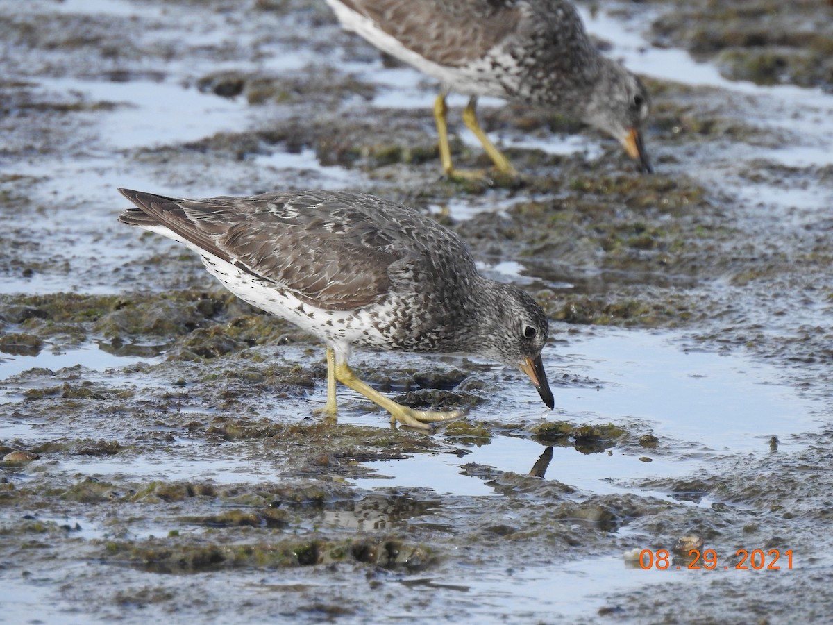 Surfbird - ML370636801