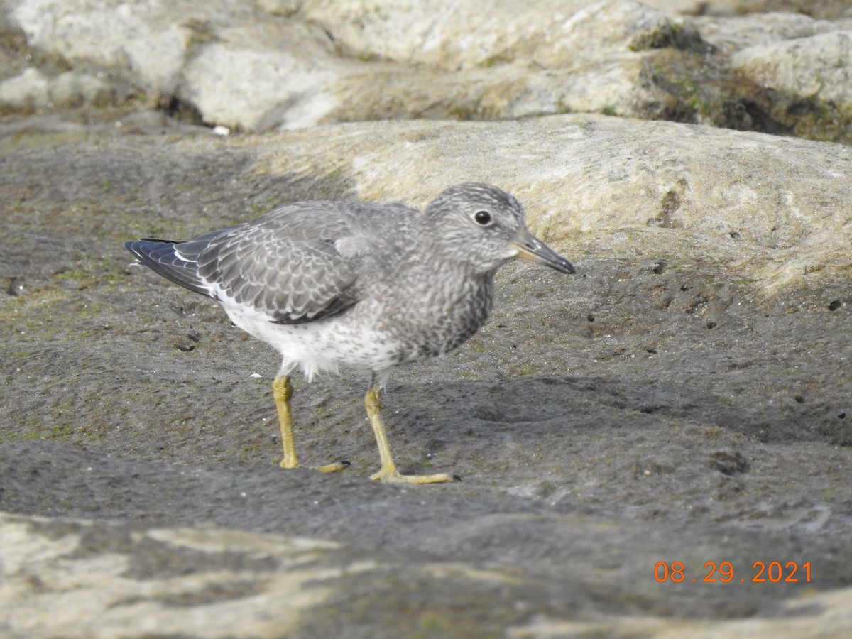 Surfbird - ML370636831