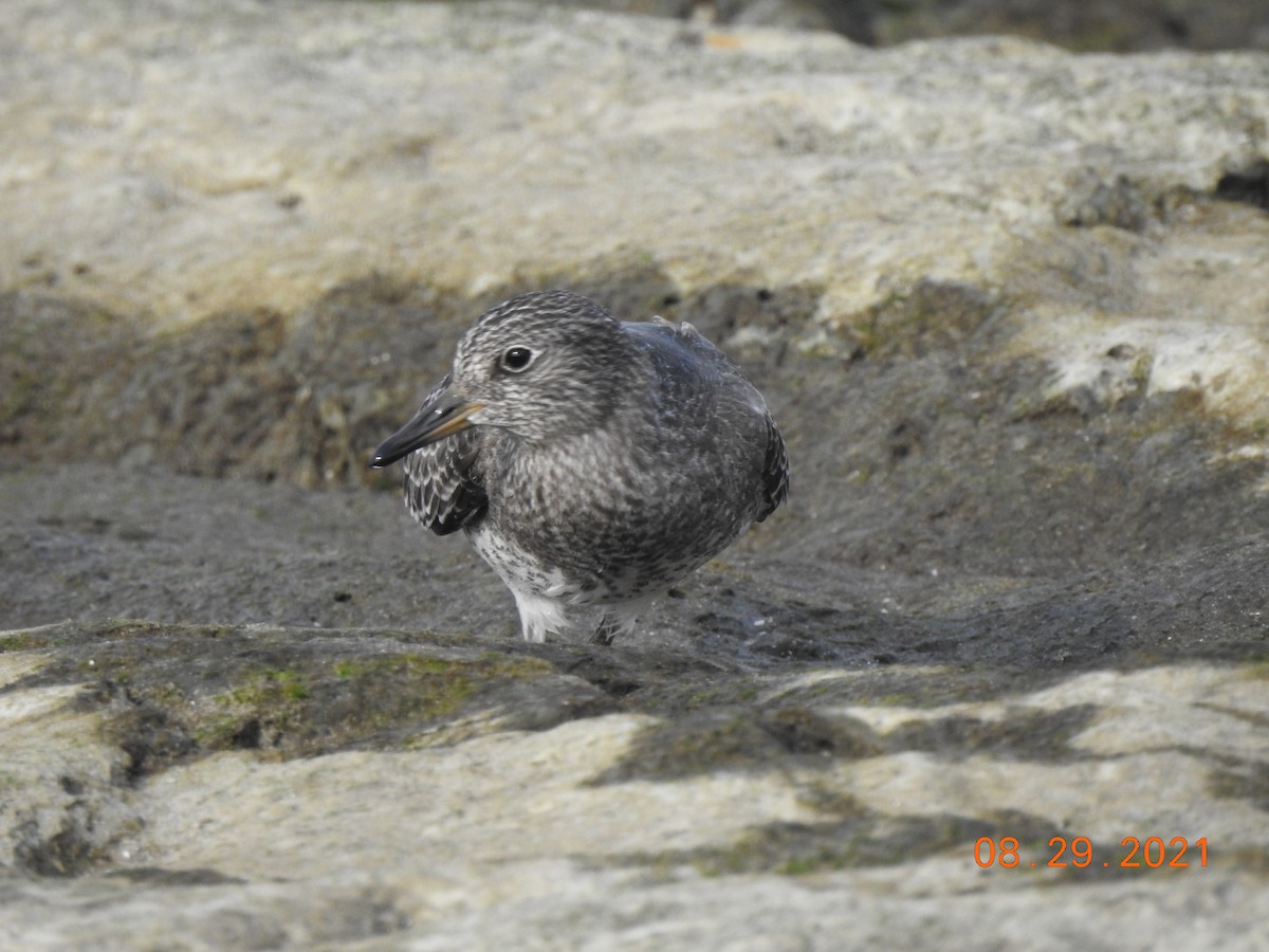 Surfbird - ML370636841