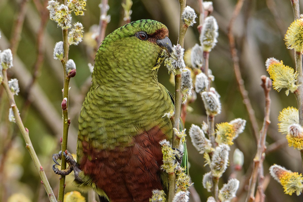 Austral Parakeet - Tamara Catalán Bermudez