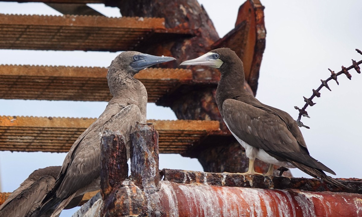 Brown Booby - ML370637461