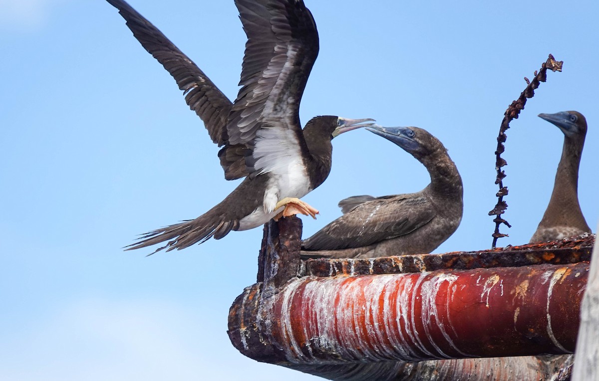 Brown Booby - ML370637541