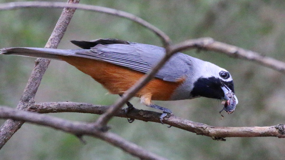 Black-faced Monarch - ML37064091