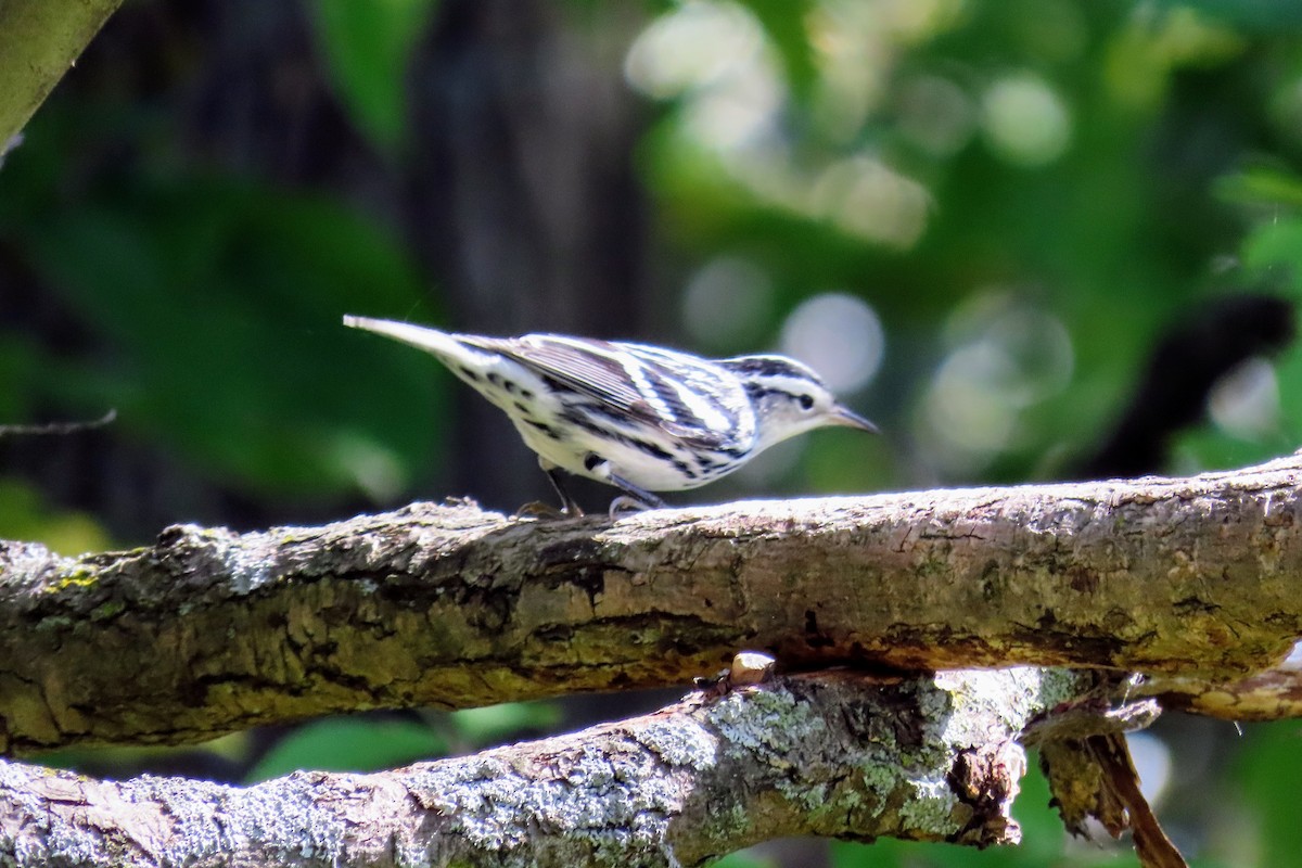 Black-and-white Warbler - ML370641441