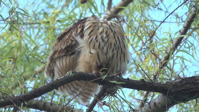 Striped Owl - ML370641921