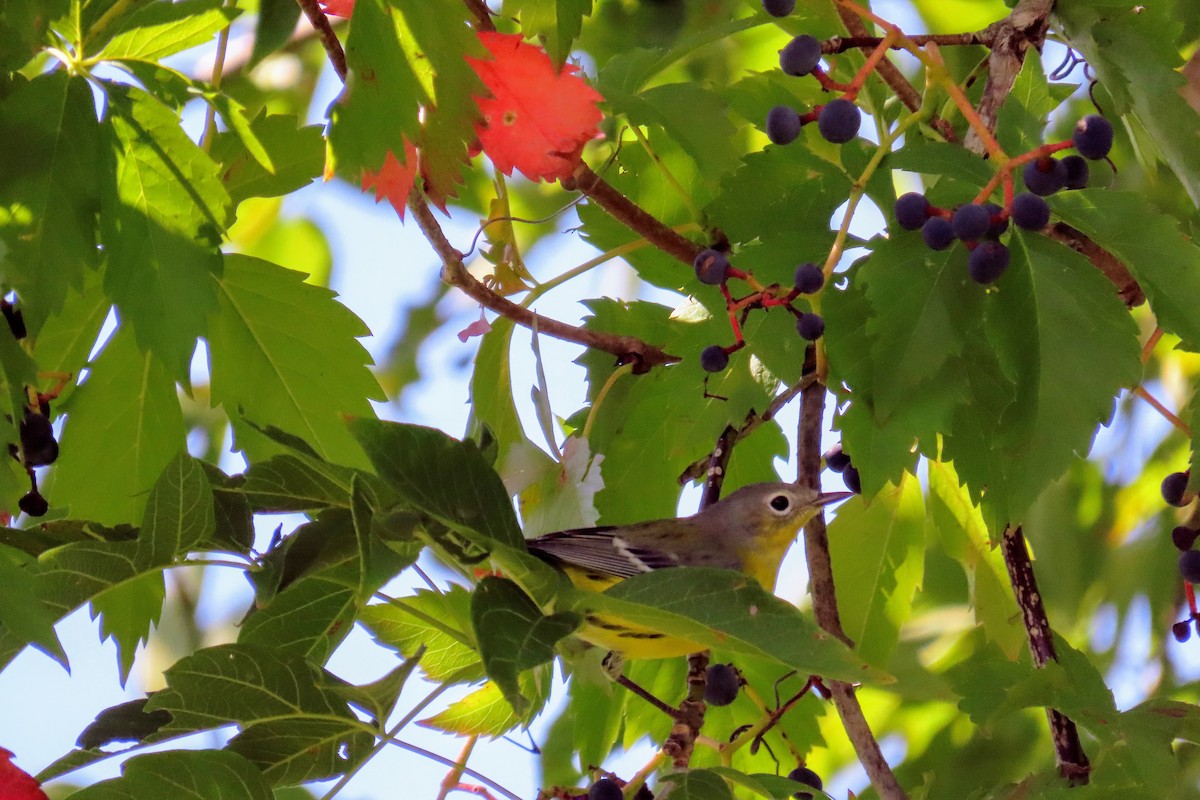 Magnolia Warbler - ML370641991