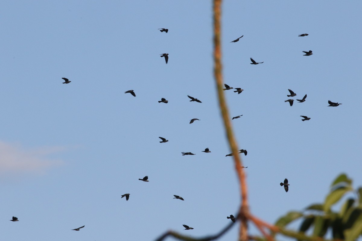 crow sp. - ML370642551