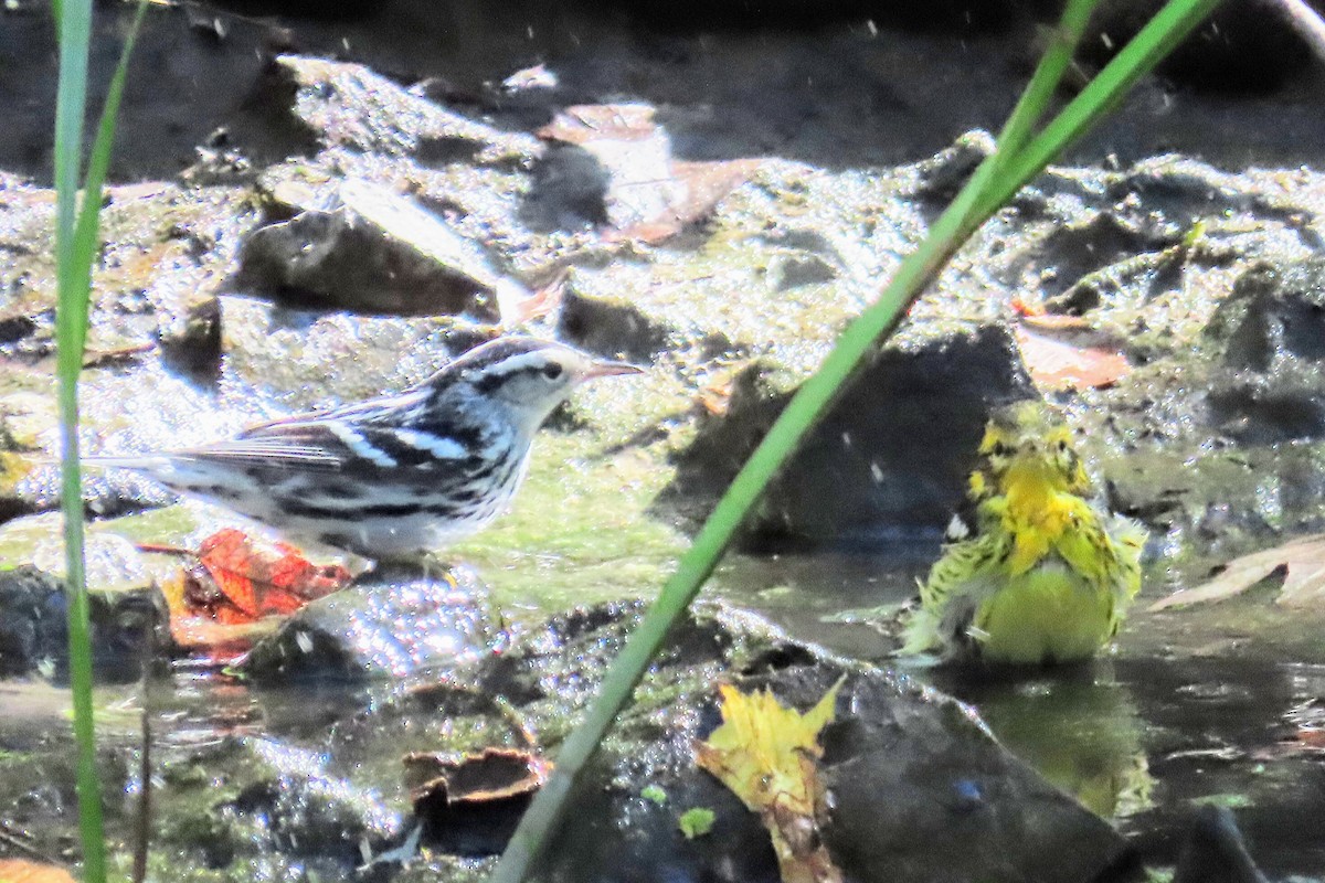 Blackburnian Warbler - ML370643461