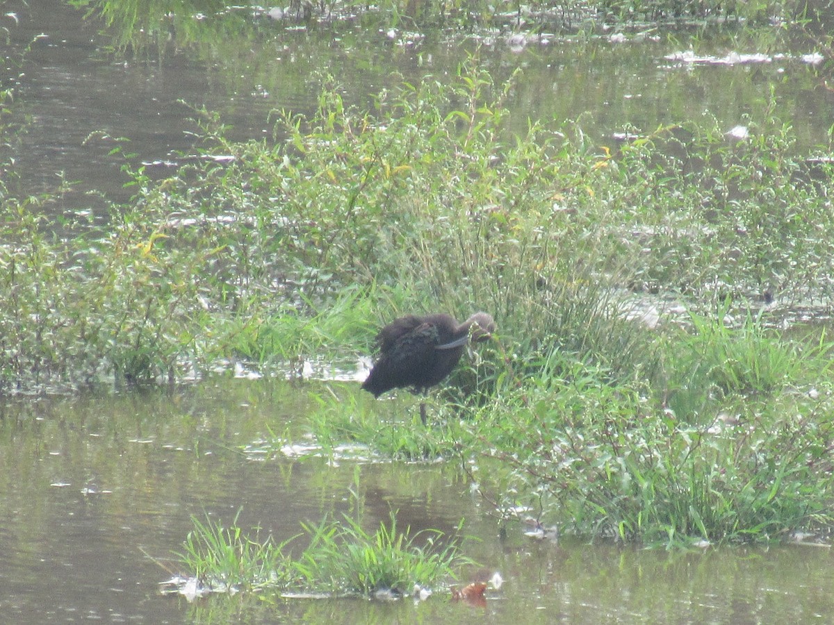 White-faced Ibis - ML370644331