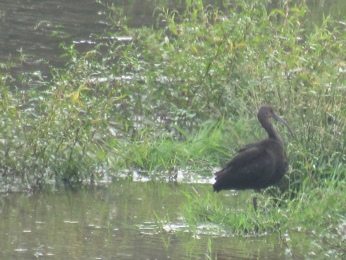 White-faced Ibis - ML370644561