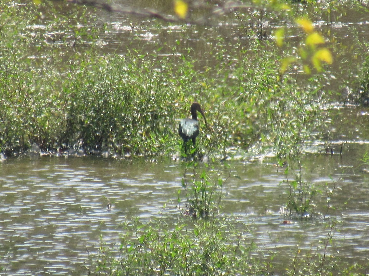 Ibis à face blanche - ML370645091