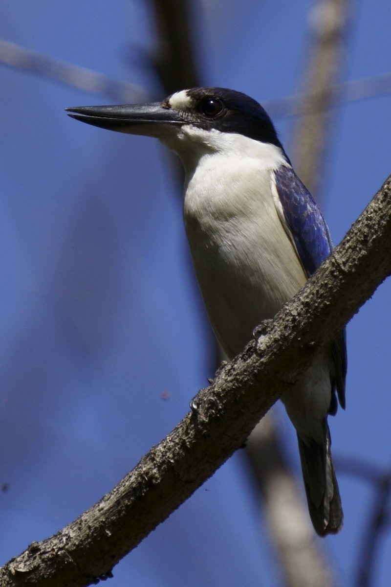 Forest Kingfisher - ML370645831
