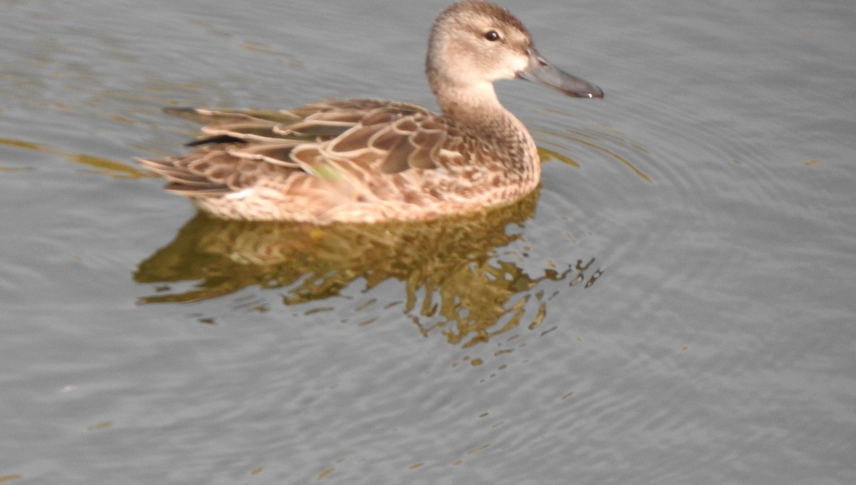 Blue-winged Teal - ML370646731