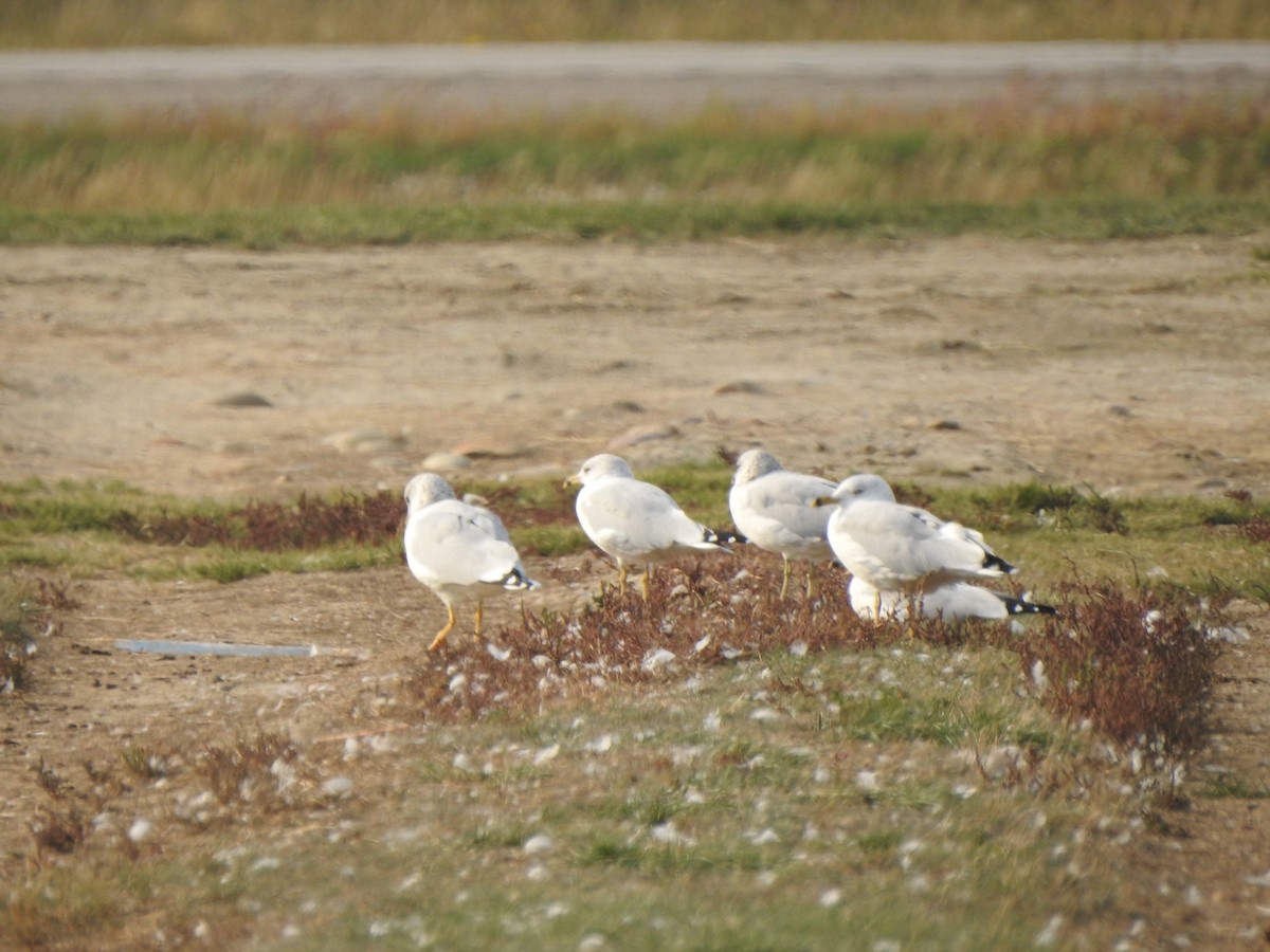 Ring-billed Gull - ML370646761