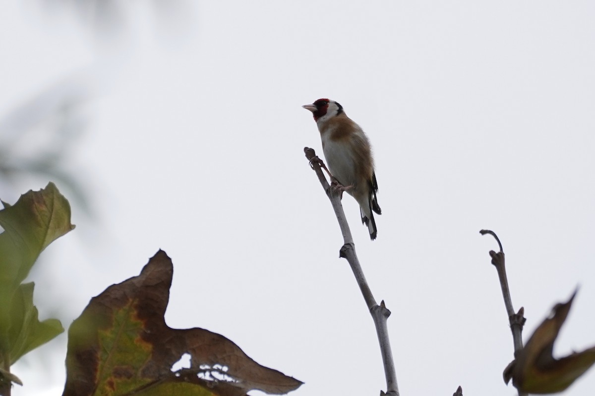 European Goldfinch - ML370646821