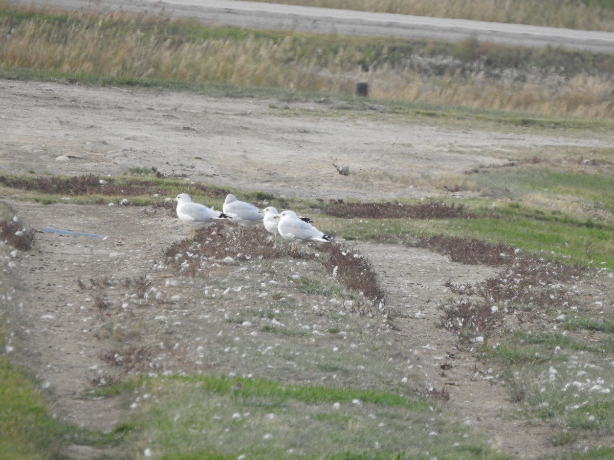 Ring-billed Gull - Jody  Wells