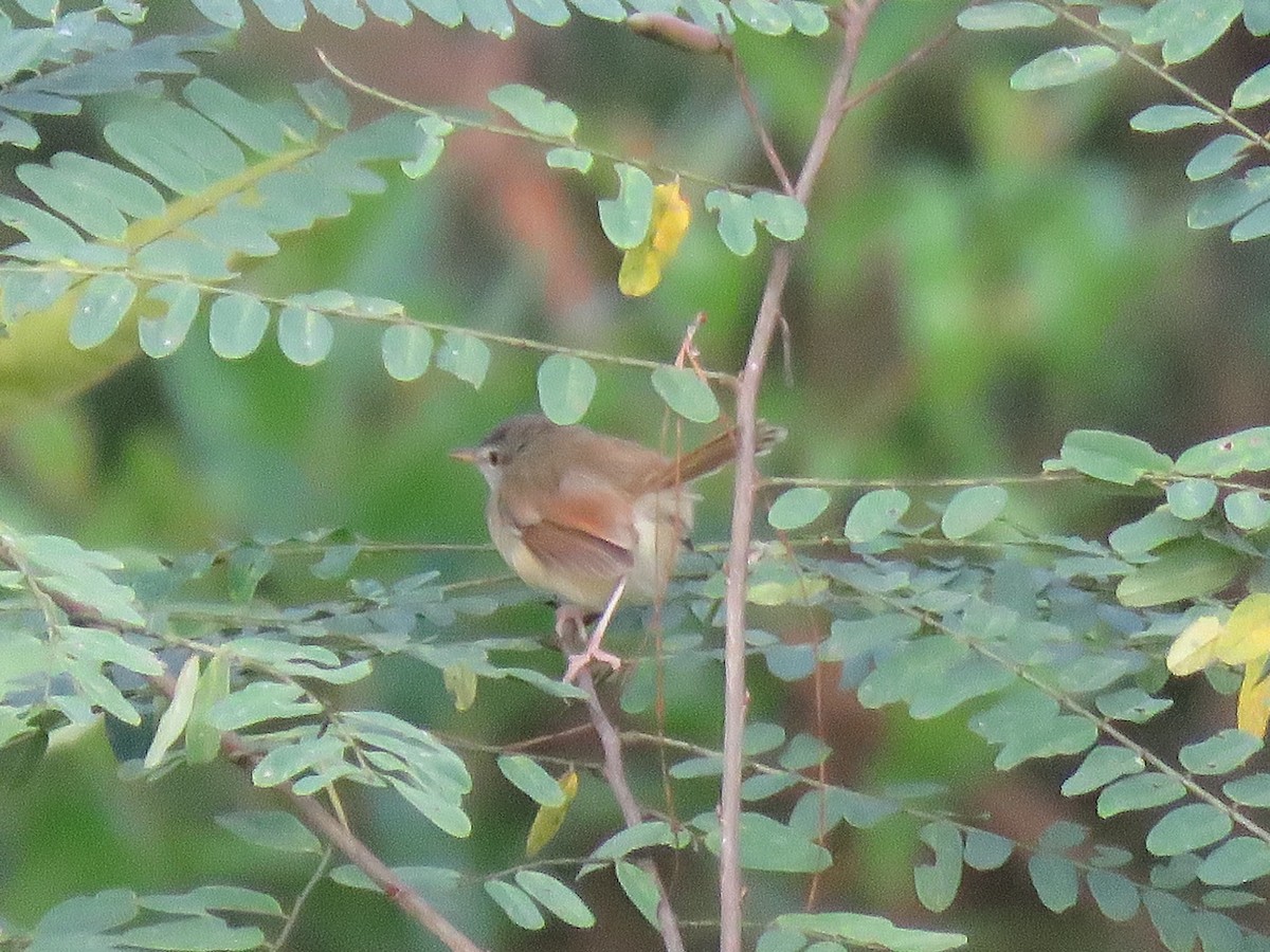 Rufescent Prinia - ML370647221