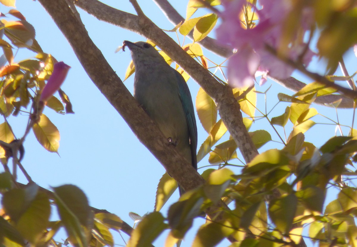 Sayaca Tanager - ML370647301