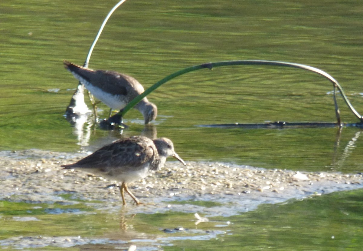 Pectoral Sandpiper - ML370647461