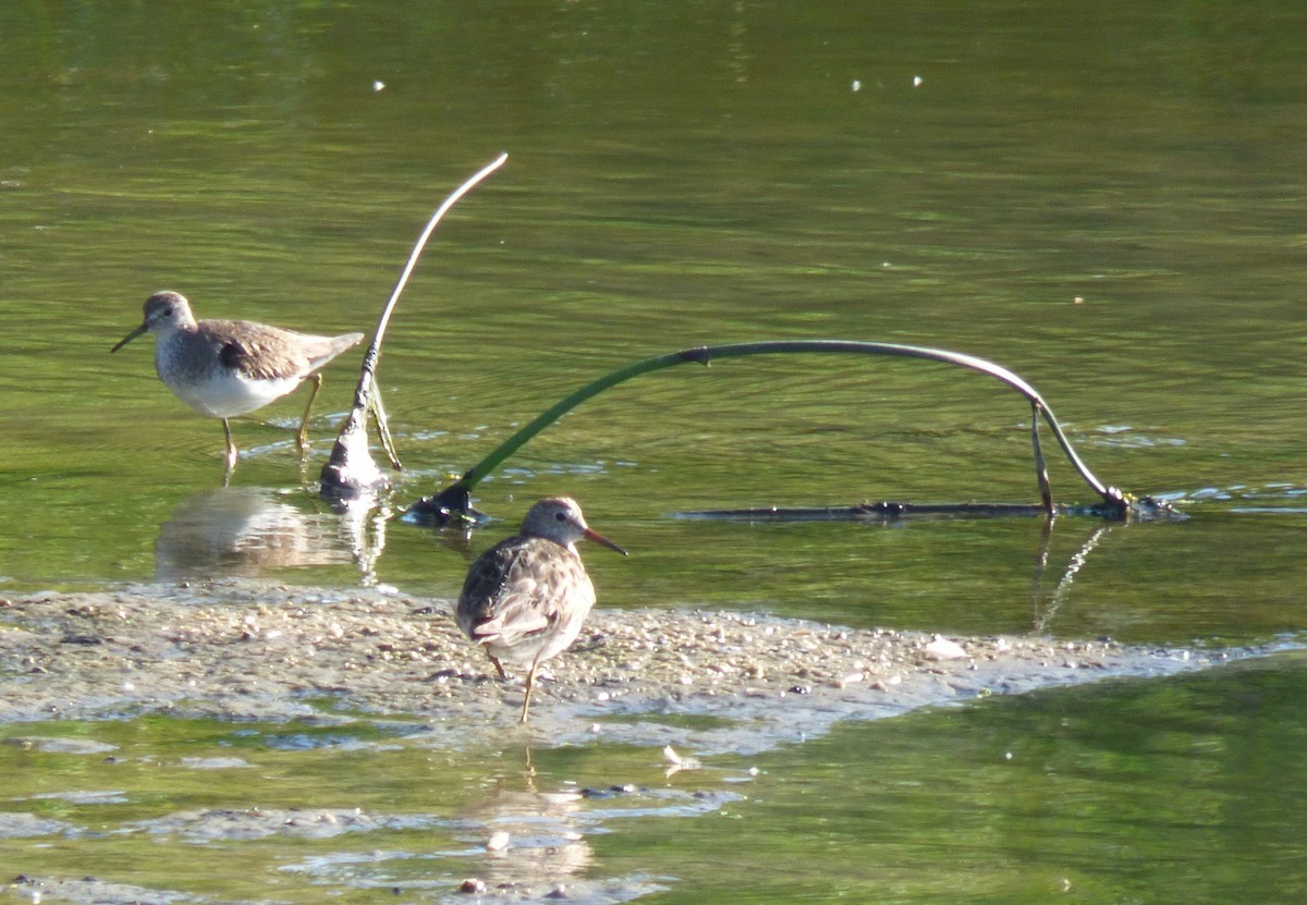 Graubrust-Strandläufer - ML370647471