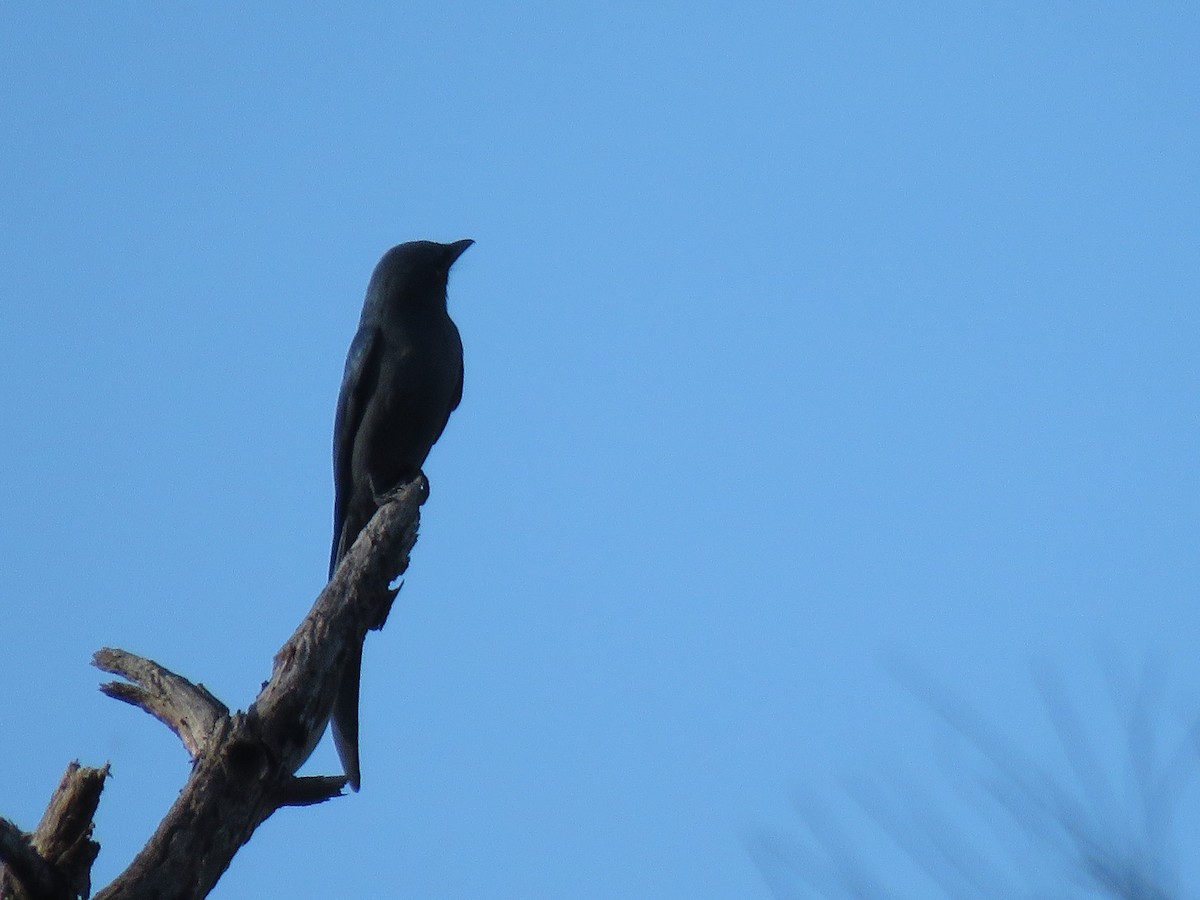 drongo kouřový - ML370647501