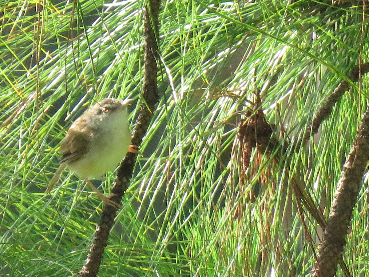 prinia sp. - ML370647511