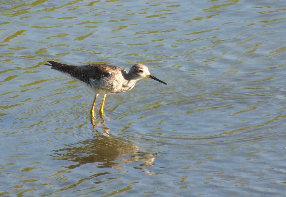 Lesser Yellowlegs - ML370647541