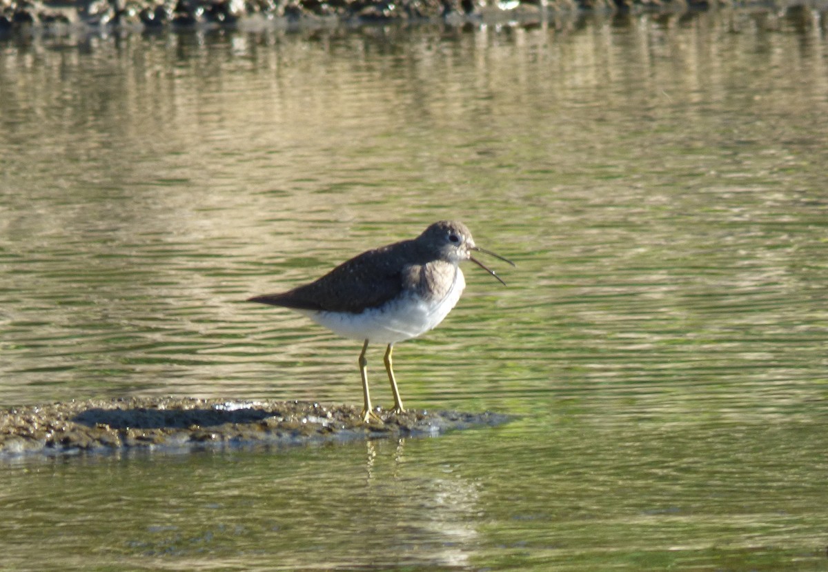 Solitary Sandpiper - ML370647661