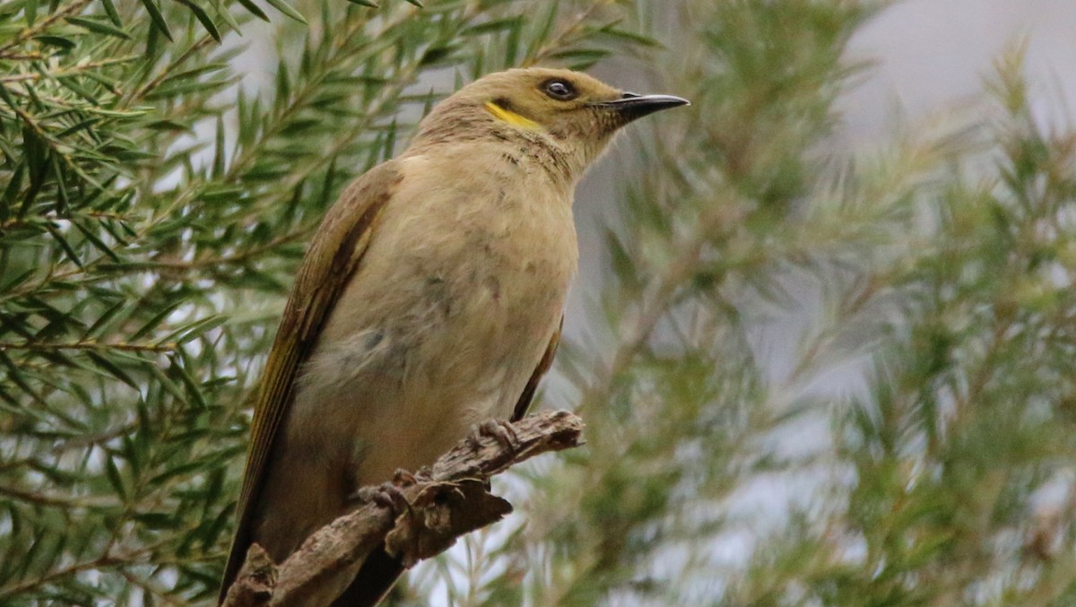 Fuscous Honeyeater - ML37064811