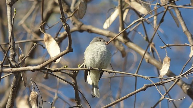 Southern Beardless-Tyrannulet - ML370648201