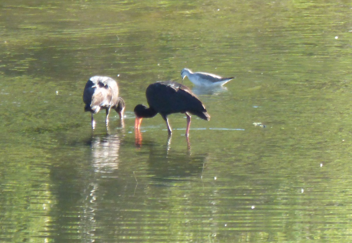 Falaropo Tricolor - ML370649321