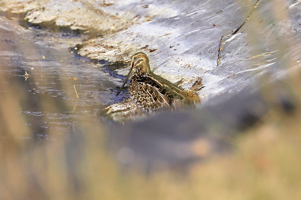 Wilson's Snipe - ML370649881