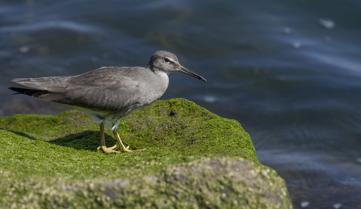 Wandering Tattler - Marky Mutchler