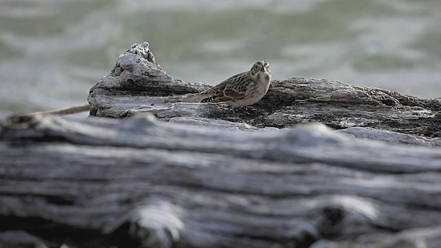 Lapland Longspur - ML370651631