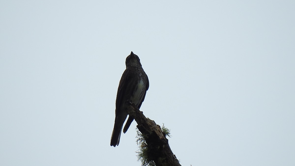 Olive-sided Flycatcher - ML370653261