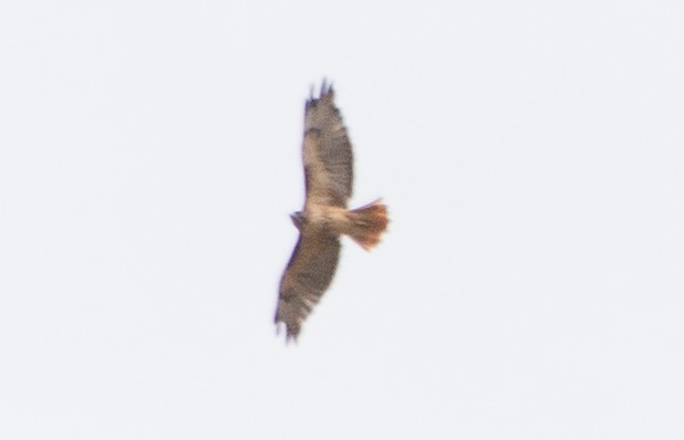 Red-tailed Hawk - Dale Pate