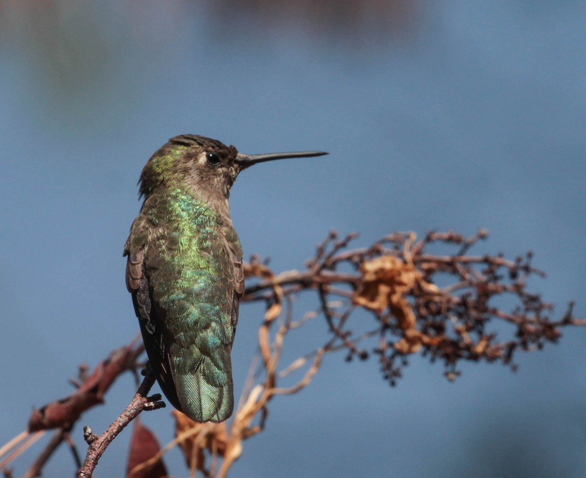 Anna's Hummingbird - ML370654151